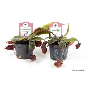 NEPENTHES-HYBRIDER p9 Mirabilis