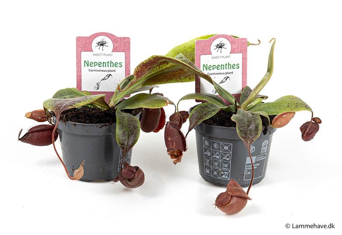 <h4>NEPENTHES-HYBRIDER p9 Mirabilis</h4>