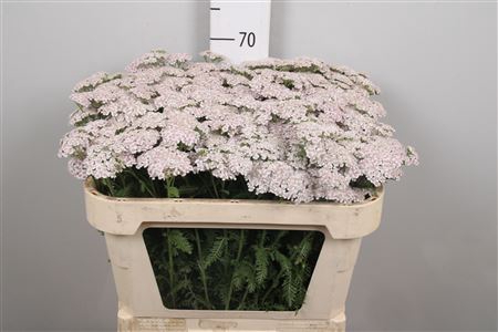 <h4>Achil M Baby L.pink Beauty</h4>