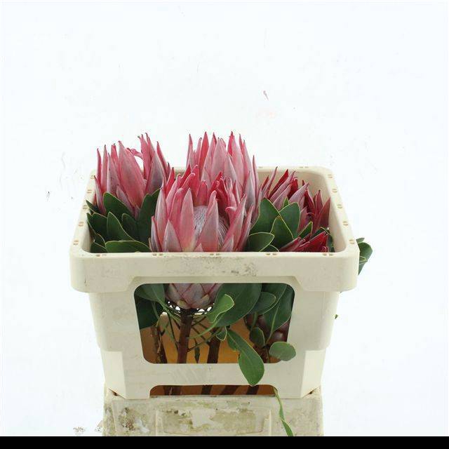 <h4>PROTEA CYNAROIDES</h4>