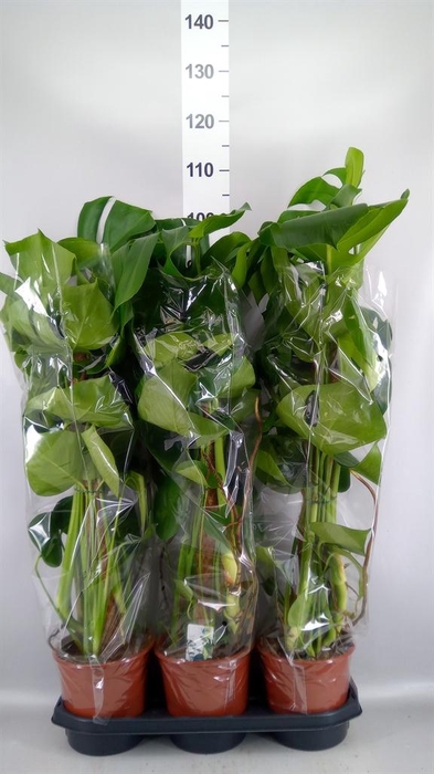<h4>Monstera delic.</h4>