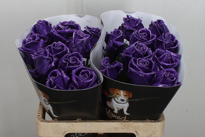 Wax-Rozen Wax Paars w8