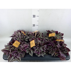 Tradescantia zebr. 'Purpusii'