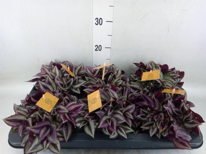 <h4>Tradescantia zebr. 'Purpusii'</h4>