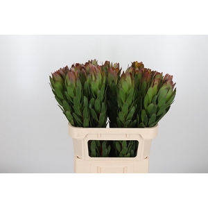 Leucadendron Saf Goldstrik