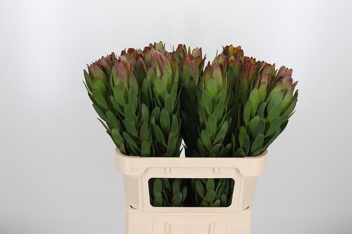 <h4>Leucadendron Saf Goldstrik</h4>