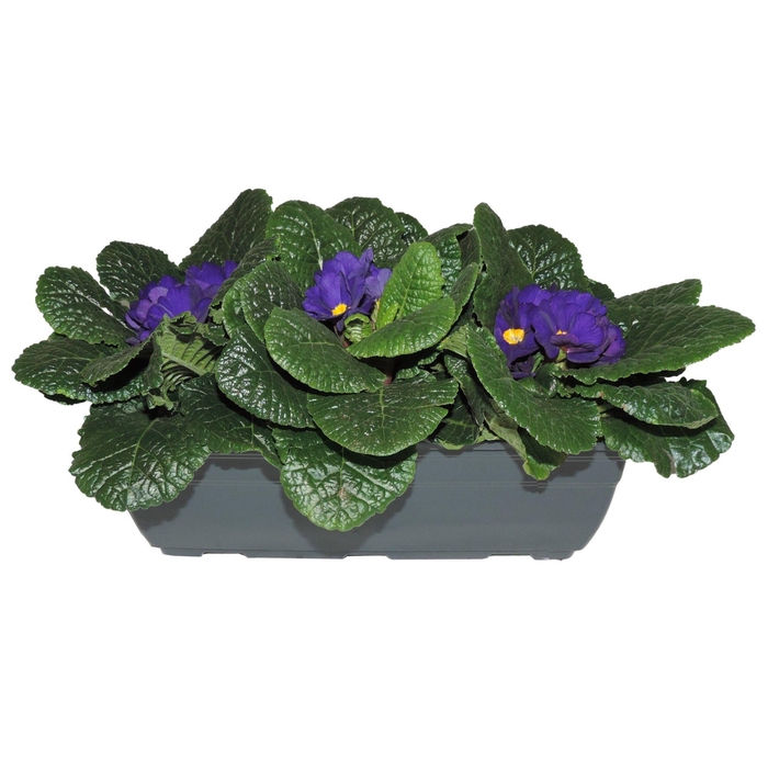 <h4>Primula Ac Op Kleur Blauw Balkonbak</h4>