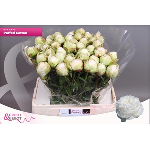 PAEO L PUFFED COTTON