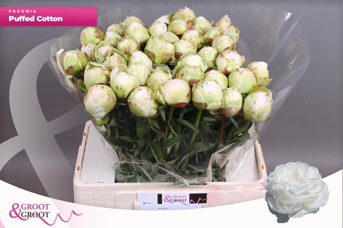 <h4>PAEO L PUFFED COTTON</h4>