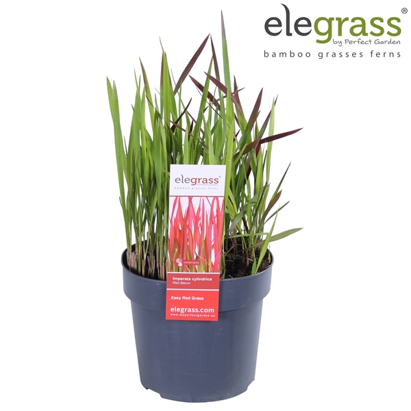 <h4>Imperata cylindrica 'Red Baron' P19</h4>