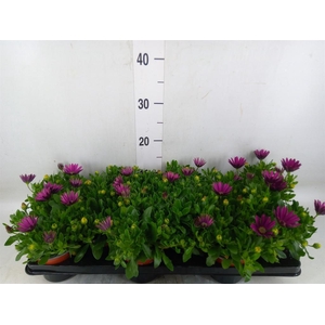 Osteospermum  'Sunny Mary'