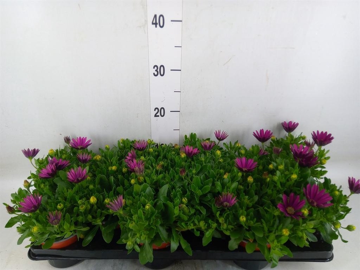 <h4>Osteospermum 'Sunny Mary'</h4>