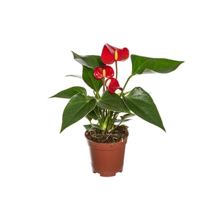 ANTHURIUM MICRA P07 VERMELHO
