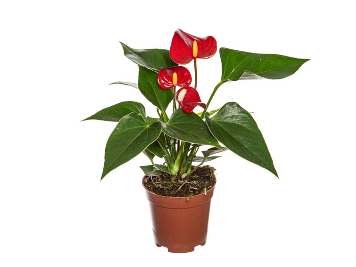 <h4>ANTHURIUM MICRA P07 VERMELHO</h4>