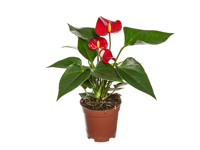 ANTHURIUM MICRA P07 VERMELHO