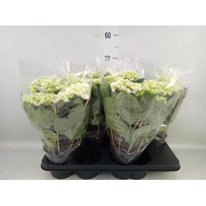 Hydrangea mac. 'Hovaria Holibel'