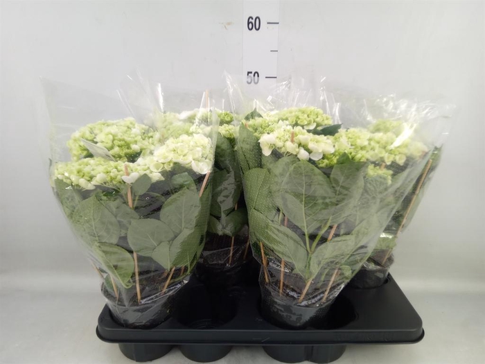 <h4>Hydrangea mac. 'Hovaria Holibel'</h4>