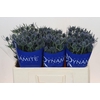 Eryngium Blue Dynamite