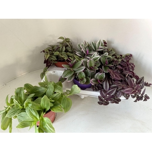 Tradescantia   ...mix