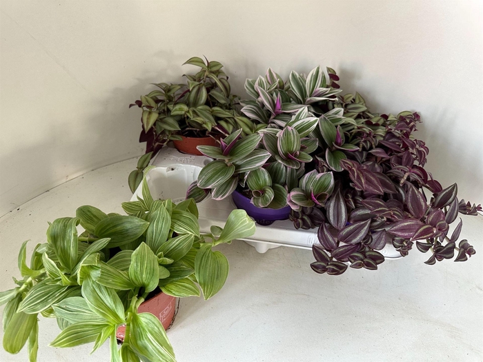 <h4>Tradescantia   ...mix</h4>