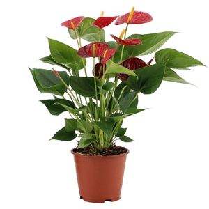 Anthurium Diamond Red in transparant sleeve