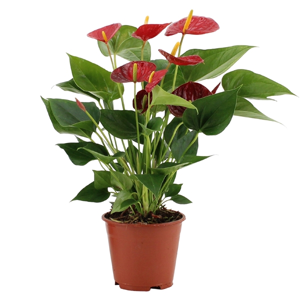 <h4>Anthurium Diamond Red in transparant sleeve</h4>