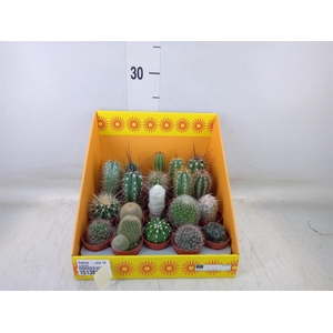 Cactus   ...mix 18