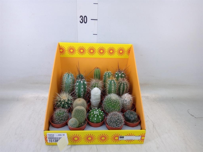 <h4>Cactus   ...mix 18</h4>