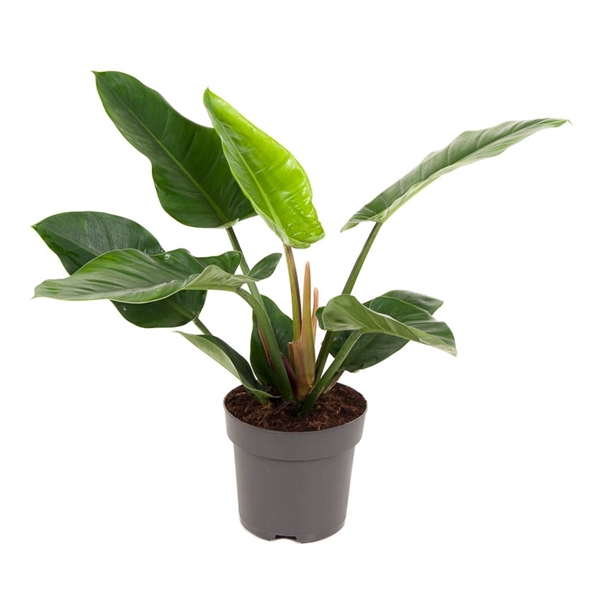 <h4>Philodendron Imperial Green P24 (NO GAP)</h4>