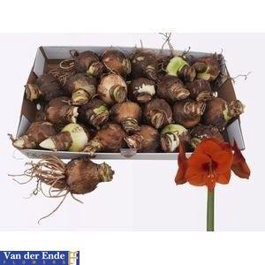 <h4>BLOEMBOL HIPPEASTRUM</h4>