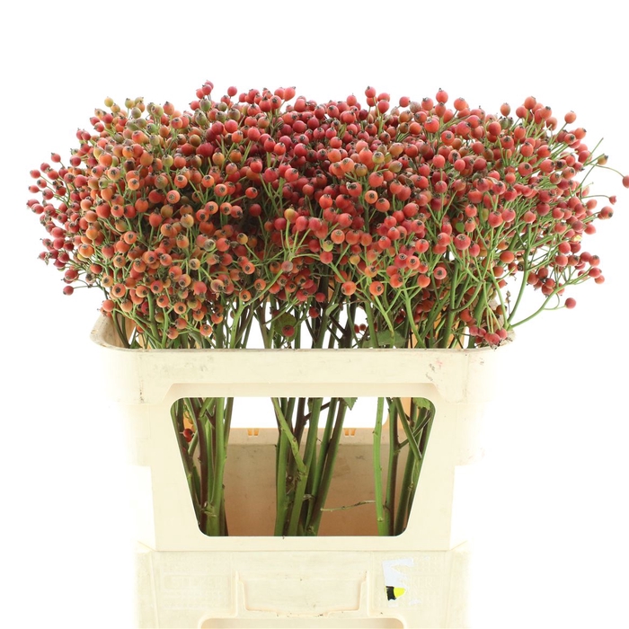<h4>Rosa Magical Passoa</h4>