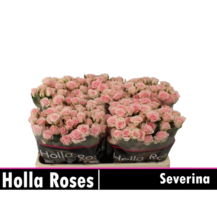 <h4>Severina</h4>