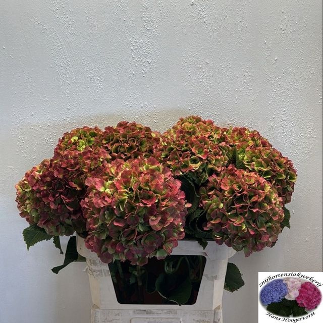 <h4>Hydr M Ch Verena Cl</h4>