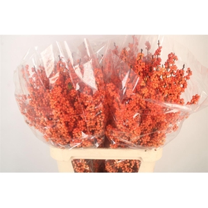 Ilex Verticilata Winter Gold Premium