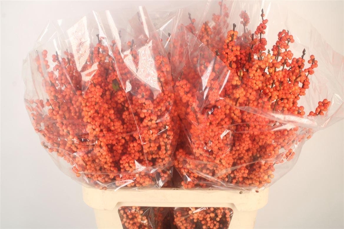 <h4>Ilex Verticilata Winter Gold Premium</h4>