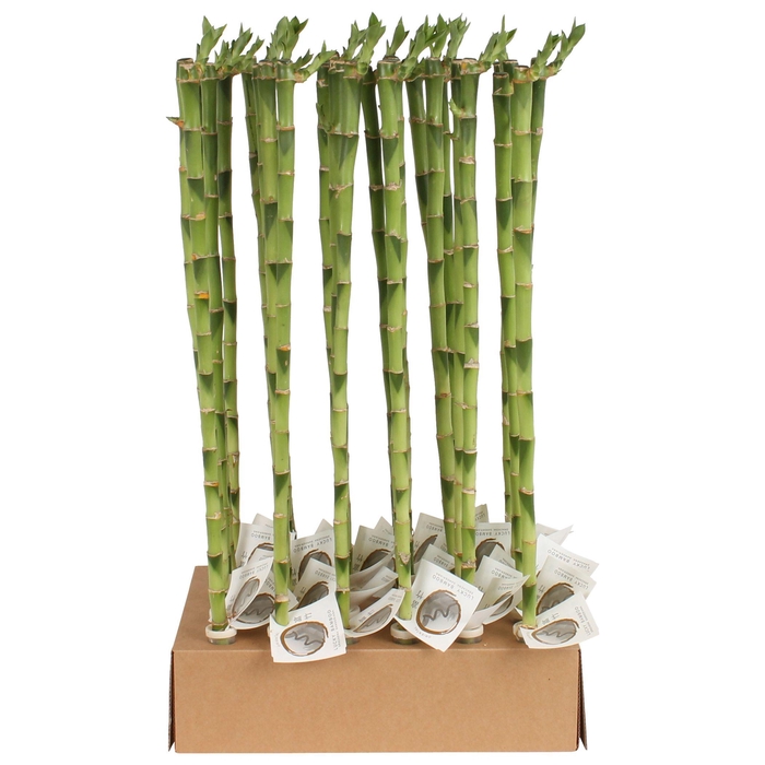 <h4>Lucky Bamboo Stem Straight 60cm in Tube & Karton Tray</h4>