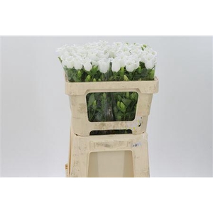 Camp M Champion Whit