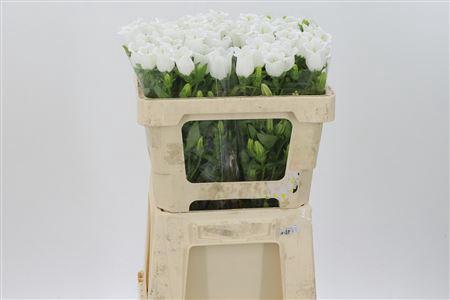 Camp M Champion Whit