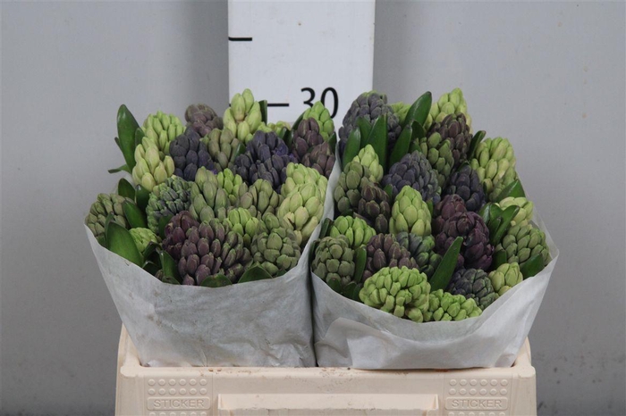 <h4>Hyac Gem 4 Kleuren</h4>