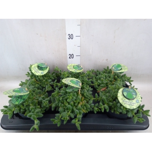 Delosperma echinatum