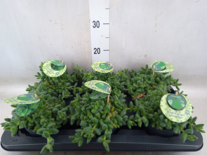 <h4>Delosperma echinatum</h4>