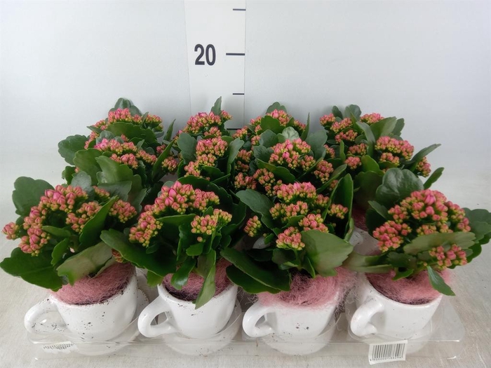 <h4>Arr.    Planten  L%</h4>