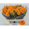 Tage E Co Deep Orange