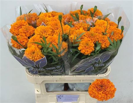 Tage E Co Deep Orange