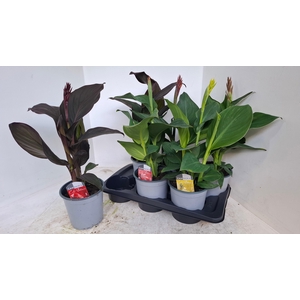 Canna Cannova Gem