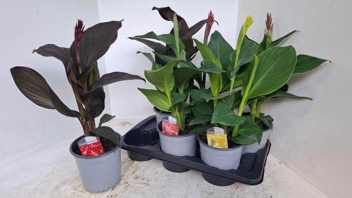 <h4>CANNA CANNOVA GEM</h4>