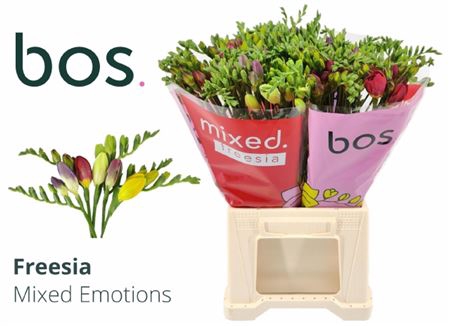 <h4>Freesia En Mixed</h4>