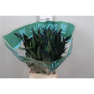 Lelie Geverfd Blauw