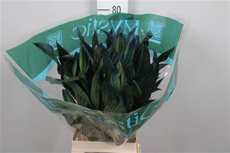 <h4>Lelie Geverfd Blauw</h4>