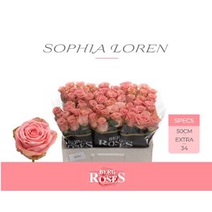 R GR SOPHIA LOREN 034